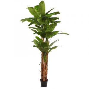 platanero-bananero-240-cm