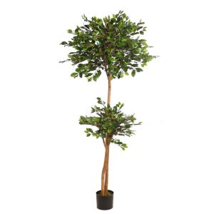 ficus-retusa-con-maceta-190cm
