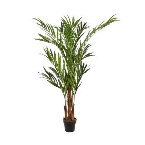 palmera-kentia-maceta-170cm